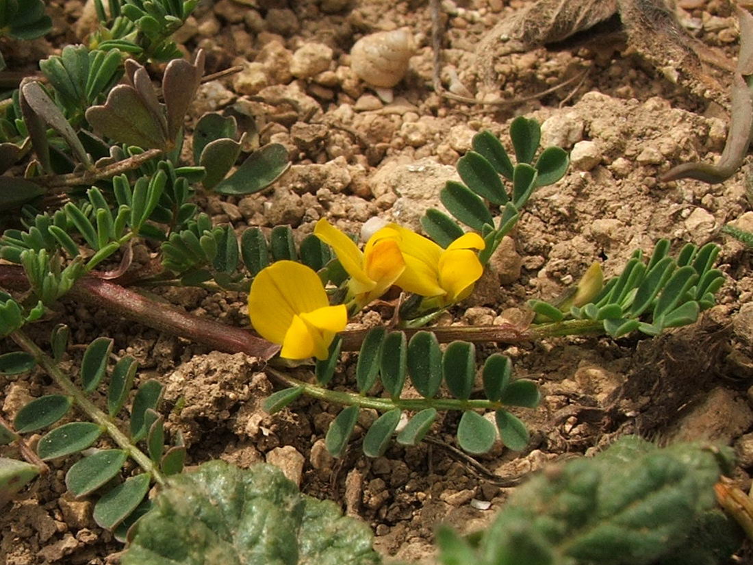 Image of Hippocrepis biflora specimen.