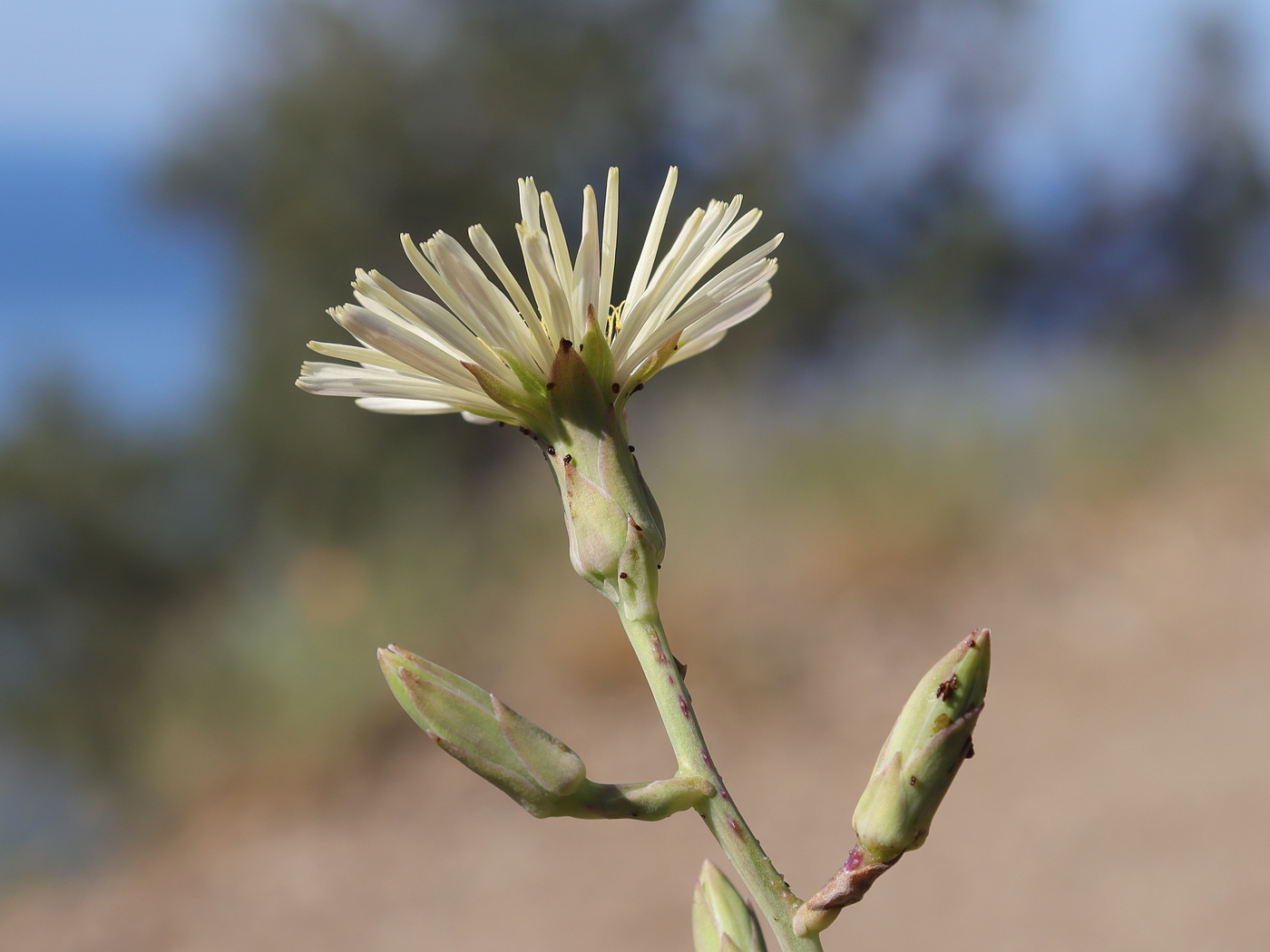 Image of Lactuca tuberosa specimen.