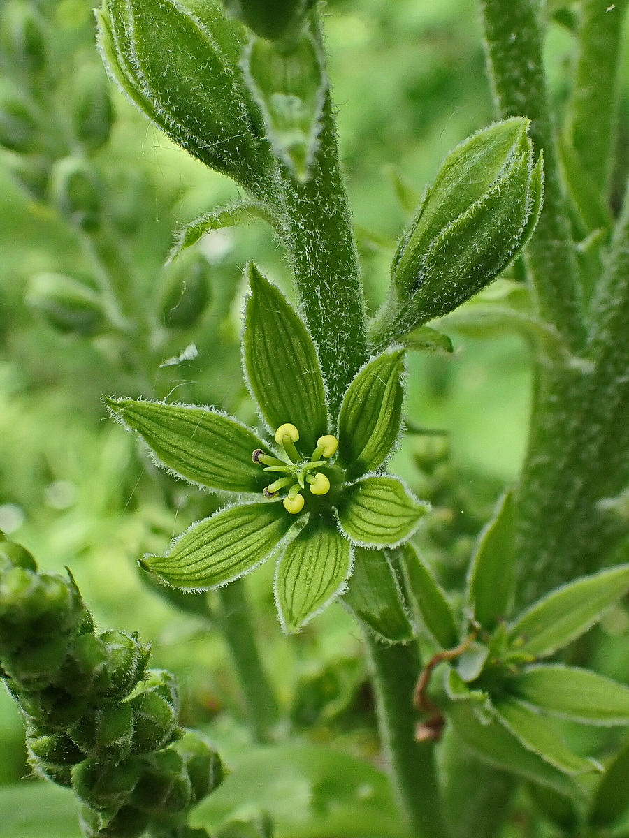 Изображение особи Veratrum dolichopetalum.