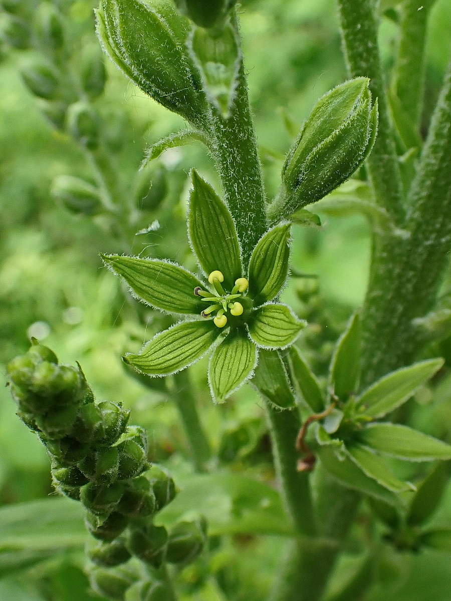 Изображение особи Veratrum dolichopetalum.