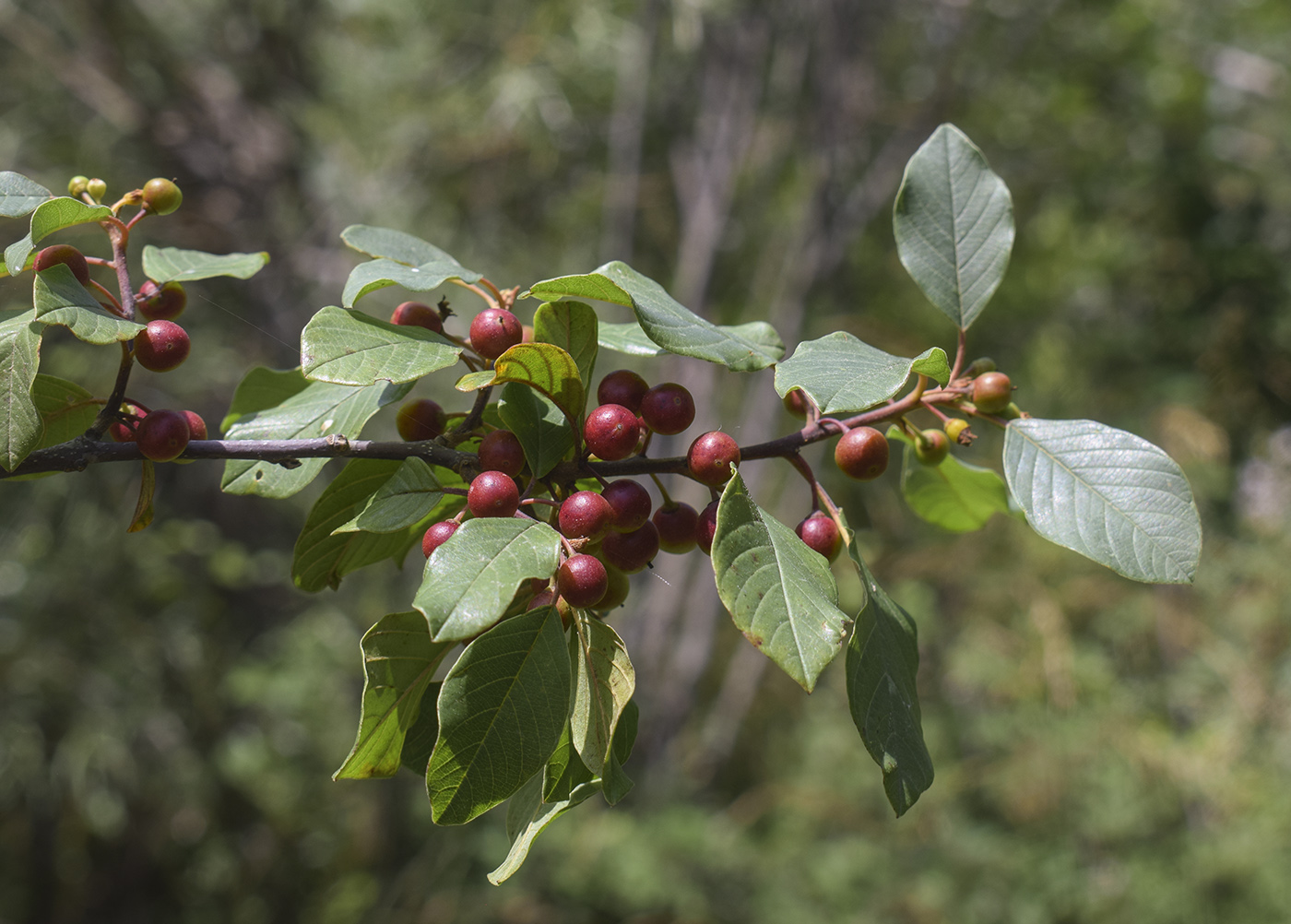 Image of Frangula alnus specimen.