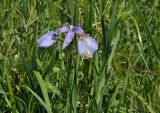 Iris sanguinea