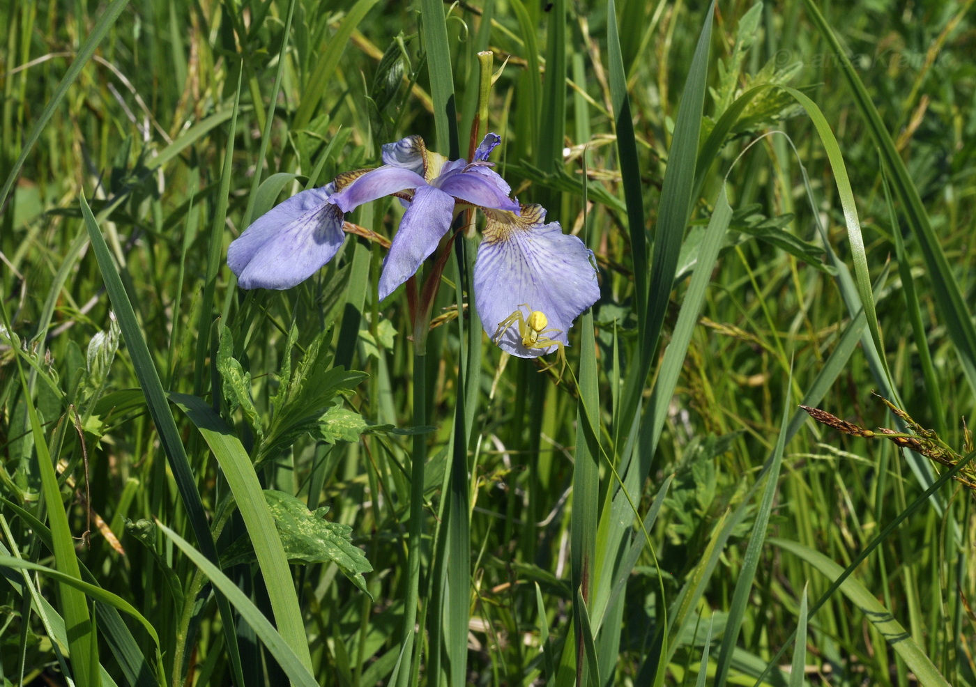 Изображение особи Iris sanguinea.