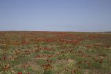 Papaver arenarium