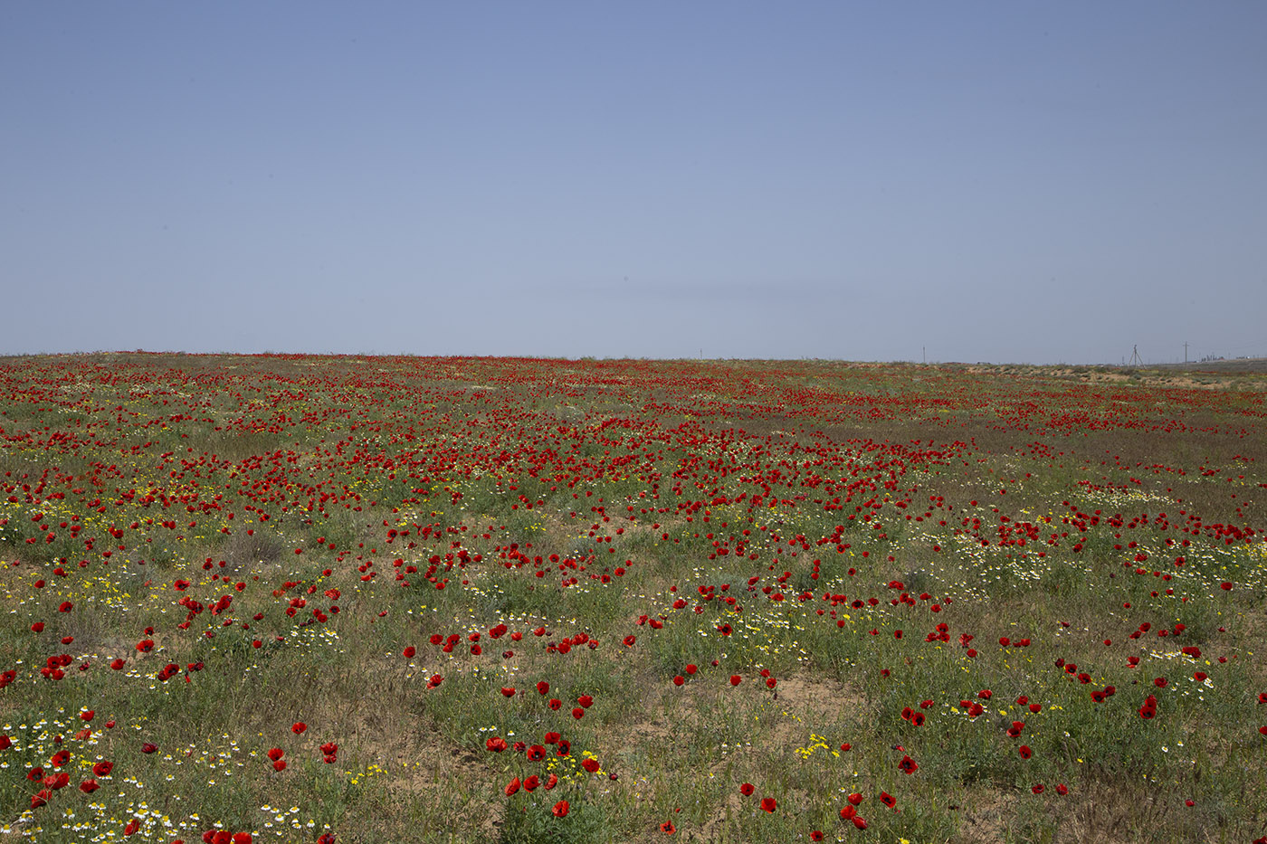 Изображение особи Papaver arenarium.