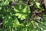 род Heracleum