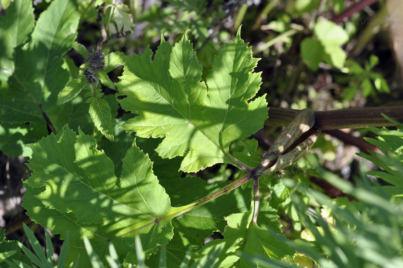 Image of genus Heracleum specimen.