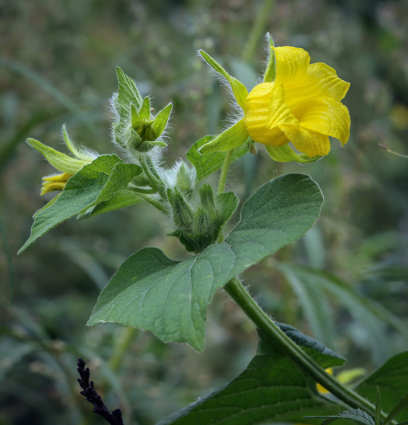 Image of Thladiantha dubia specimen.