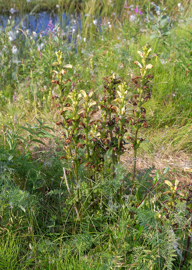 Изображение особи Pedicularis sceptrum-carolinum.