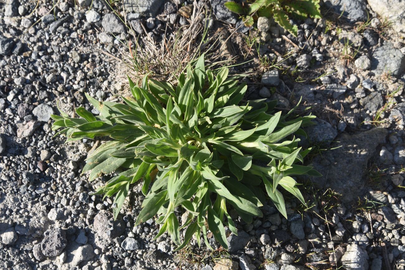 Image of Unknown species specimen.