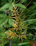 Thalictrum lucidum