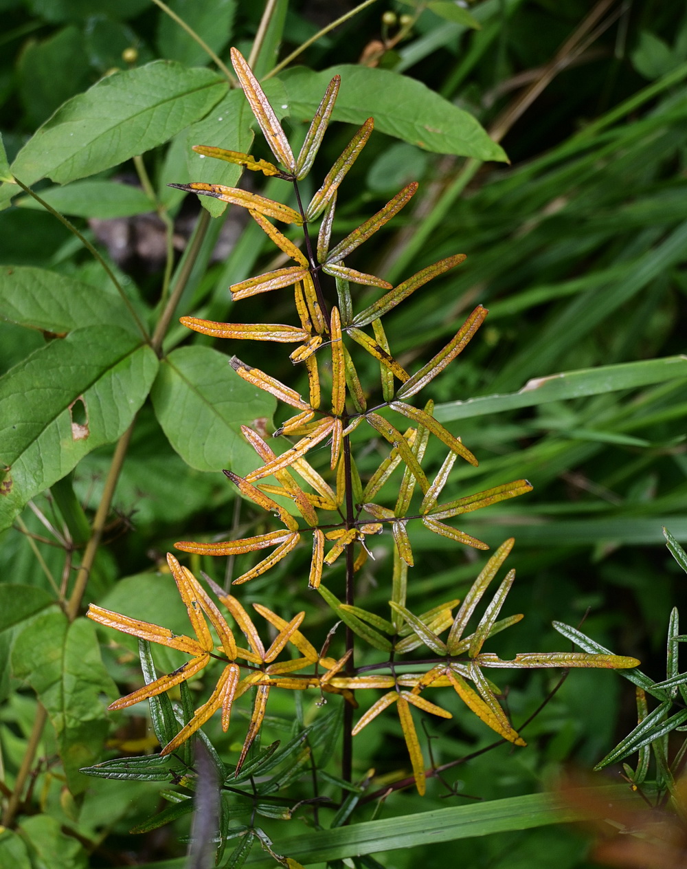 Изображение особи Thalictrum lucidum.