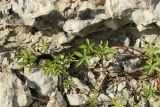 Potentilla reptans. Побеги. Псковская обл., Псковский р-н, окр. погоста Выбуты, берег р. Великая, на известняке у подошвы обрыва. 02.08.2025.