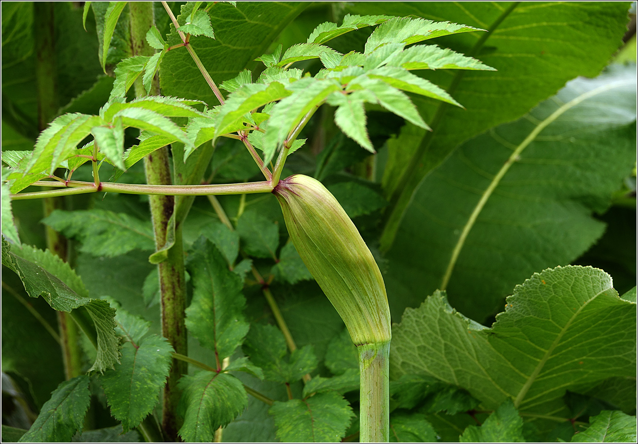 Изображение особи Angelica sylvestris.