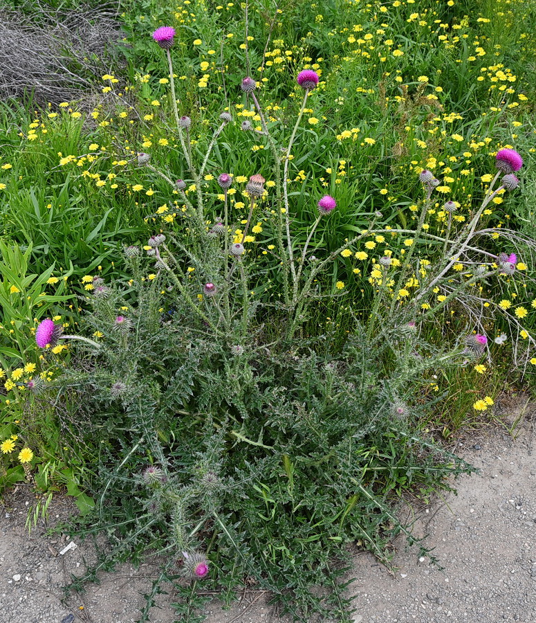 Image of Carduus uncinatus specimen.
