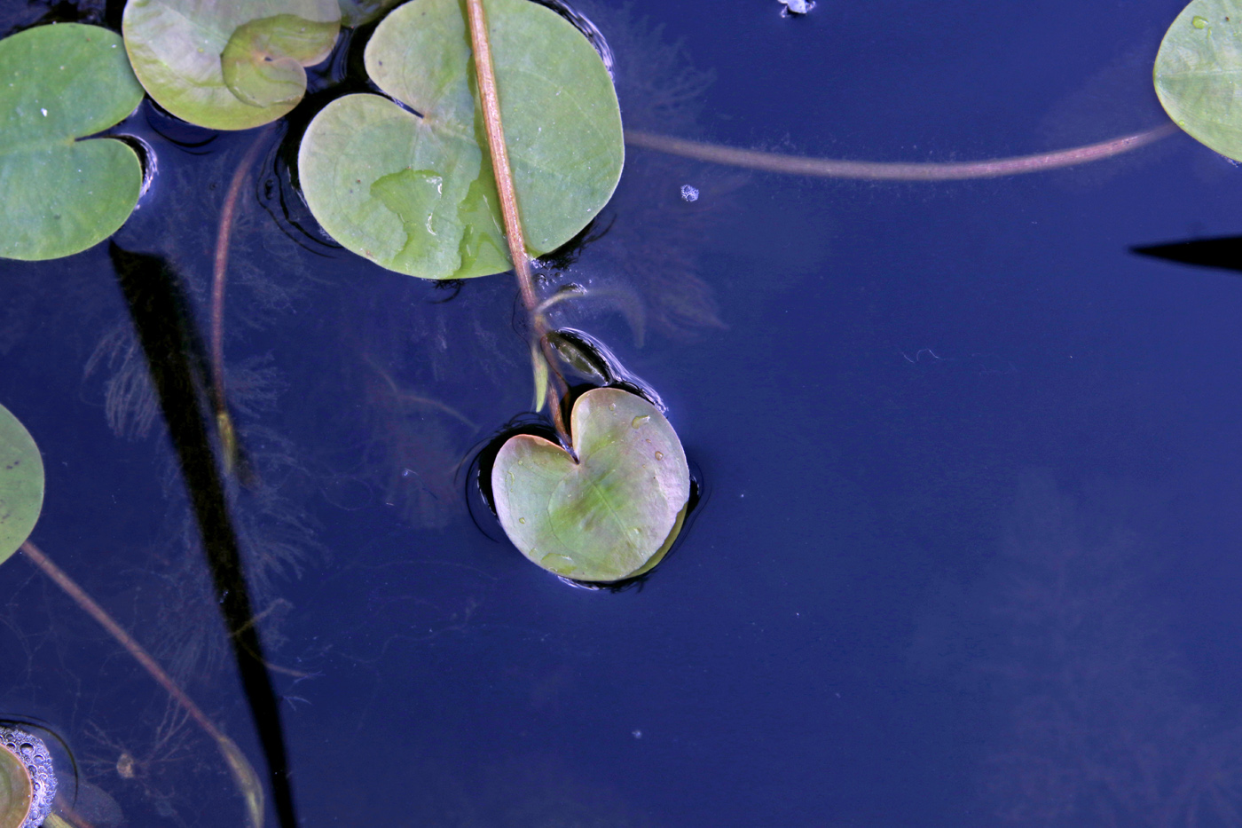 Image of Hydrocharis morsus-ranae specimen.
