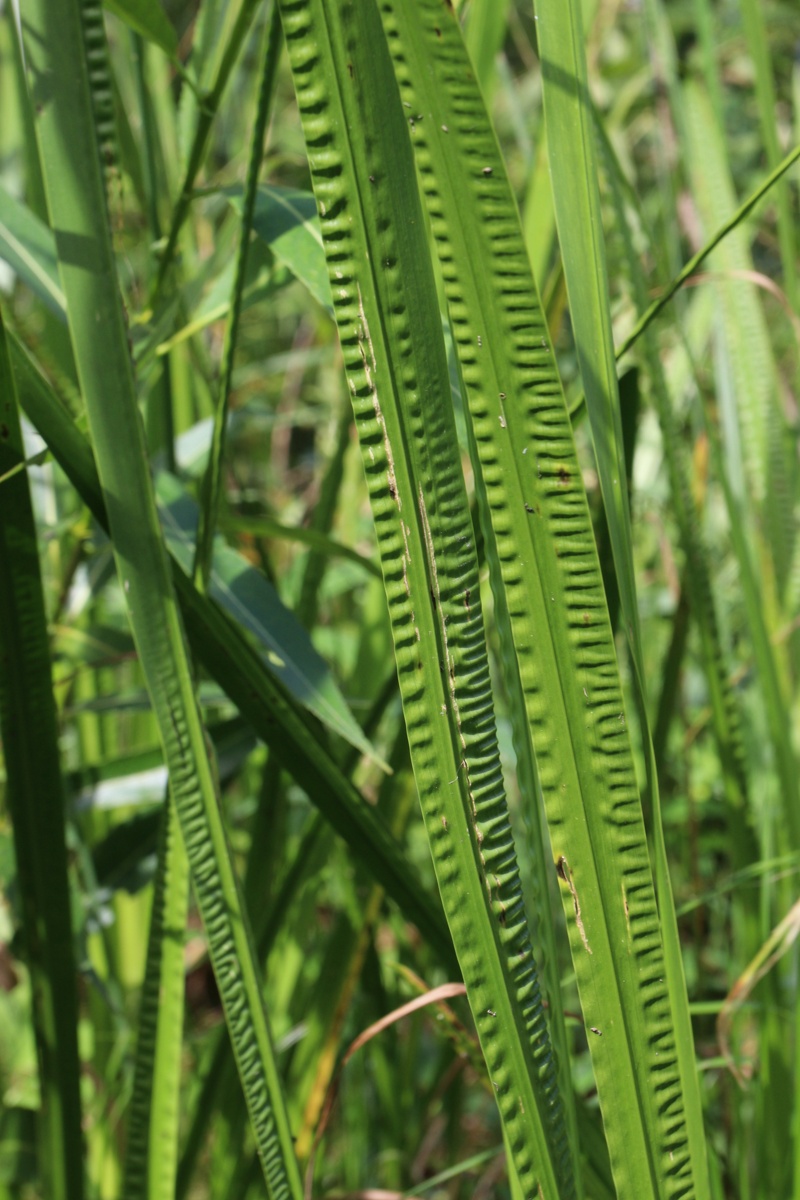 Изображение особи Acorus calamus.