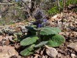 Ajuga orientalis