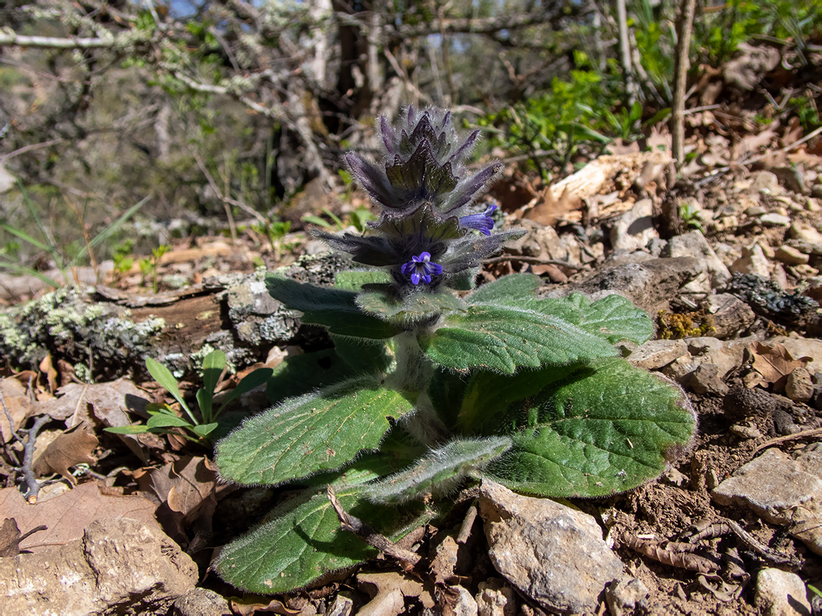 Image of Ajuga orientalis specimen.