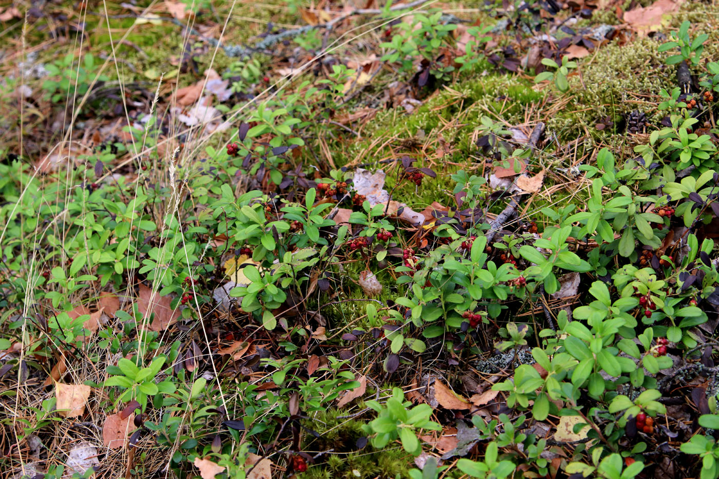Изображение особи Vaccinium vitis-idaea.
