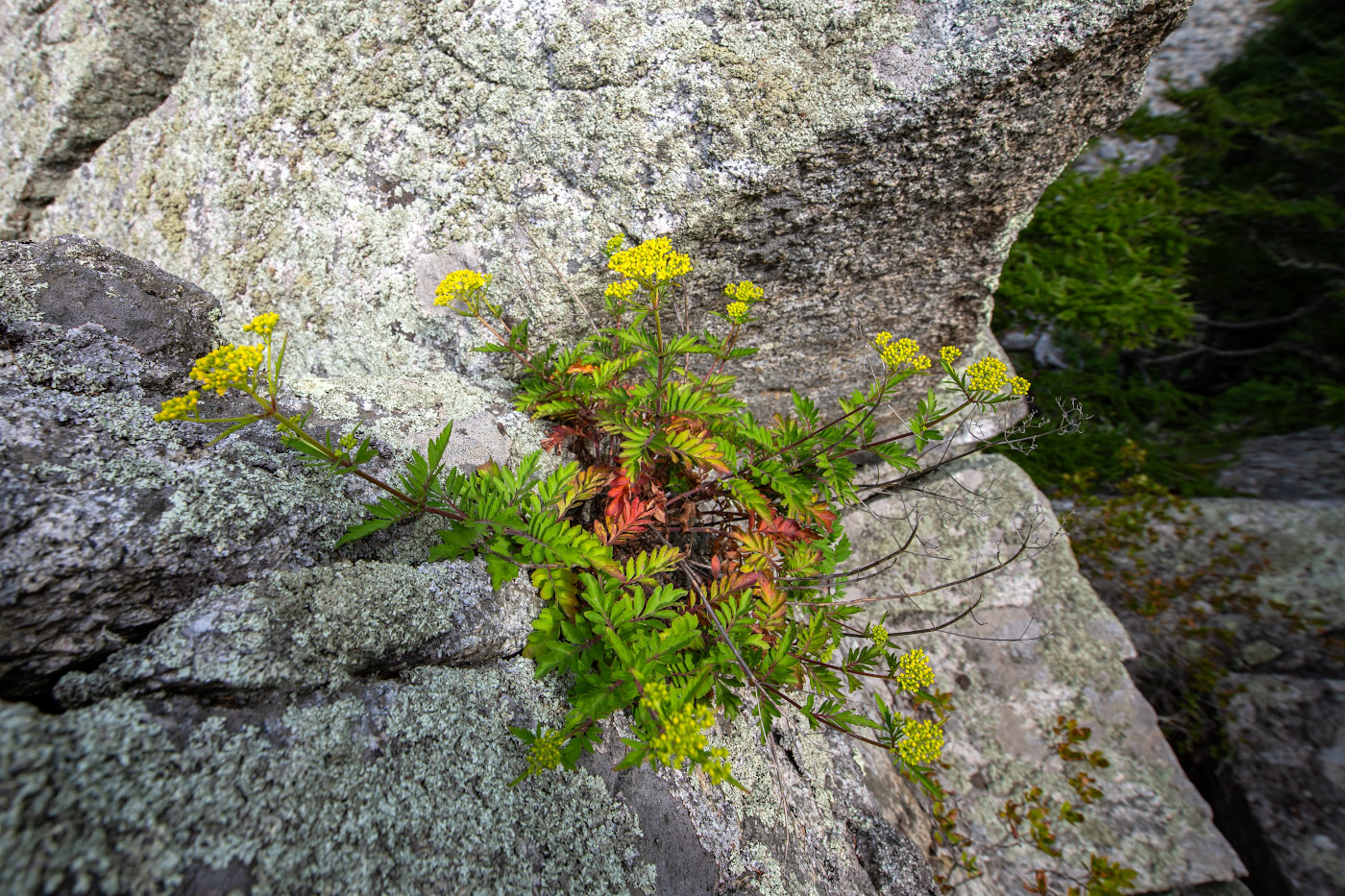Изображение особи Patrinia rupestris.