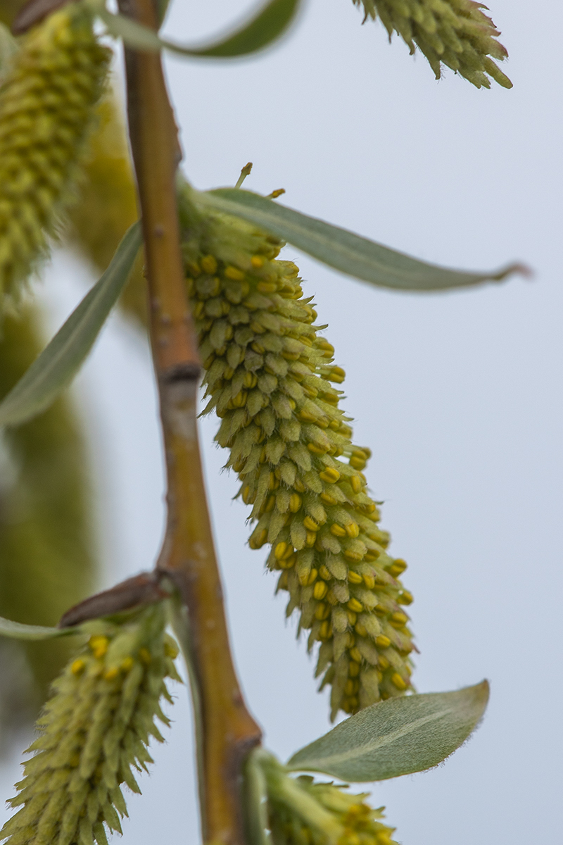 Image of genus Salix specimen.