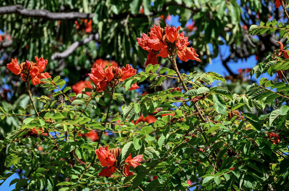 Изображение особи Spathodea campanulata.