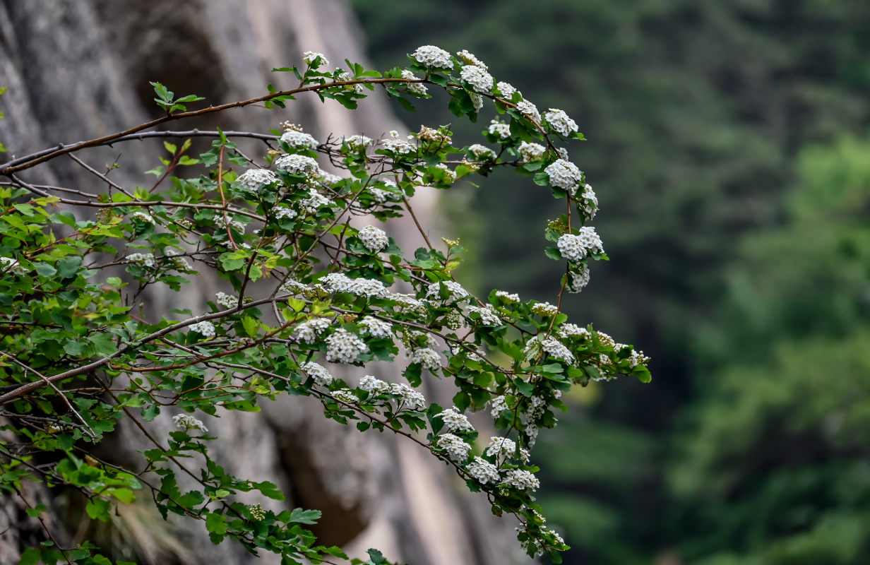 Изображение особи Spiraea blumei.