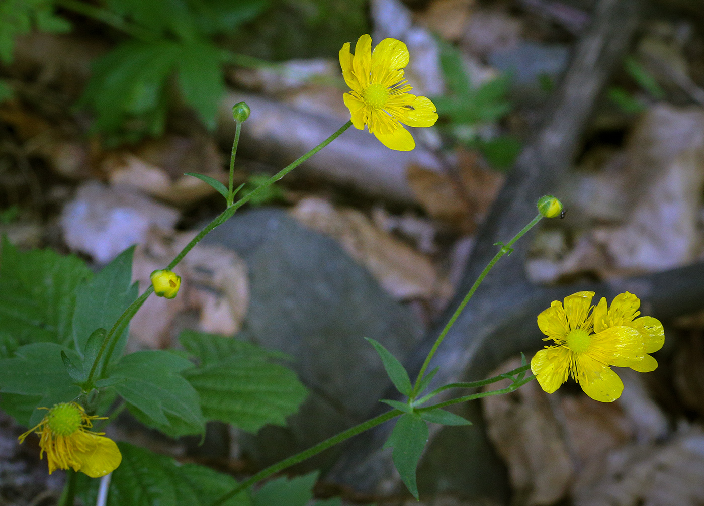 Image of genus Ranunculus specimen.