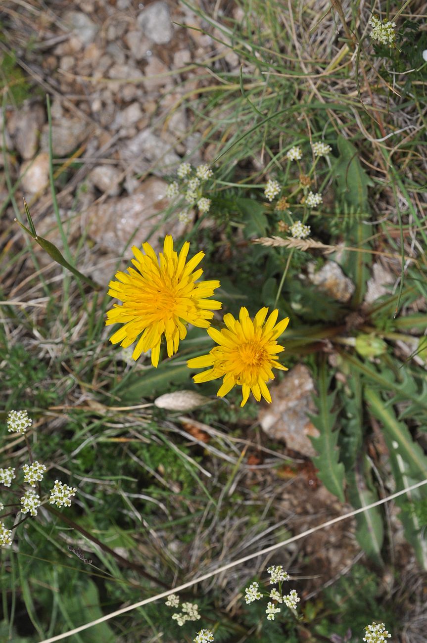 Изображение особи род Taraxacum.