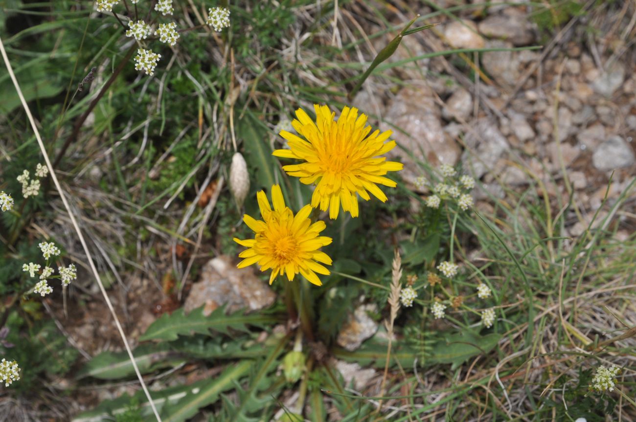 Изображение особи Taraxacum confusum.