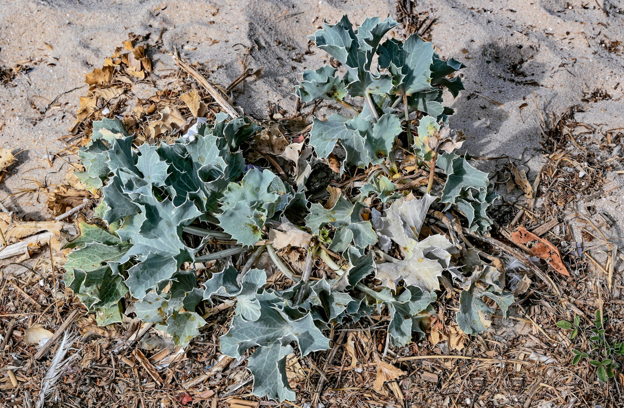 Image of Eryngium maritimum specimen.