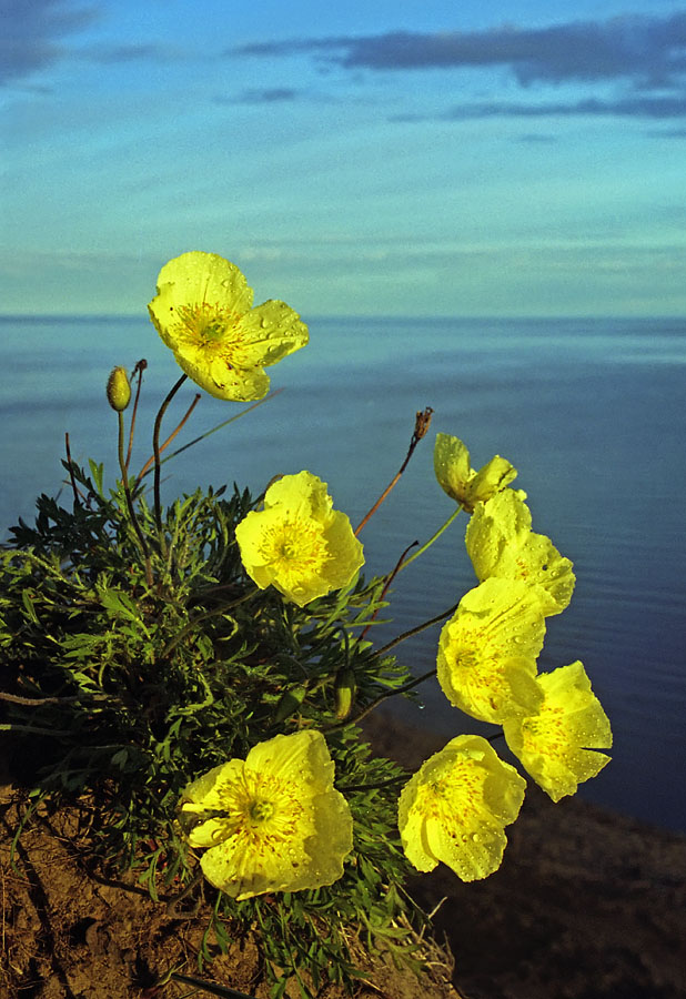 Изображение особи род Papaver.