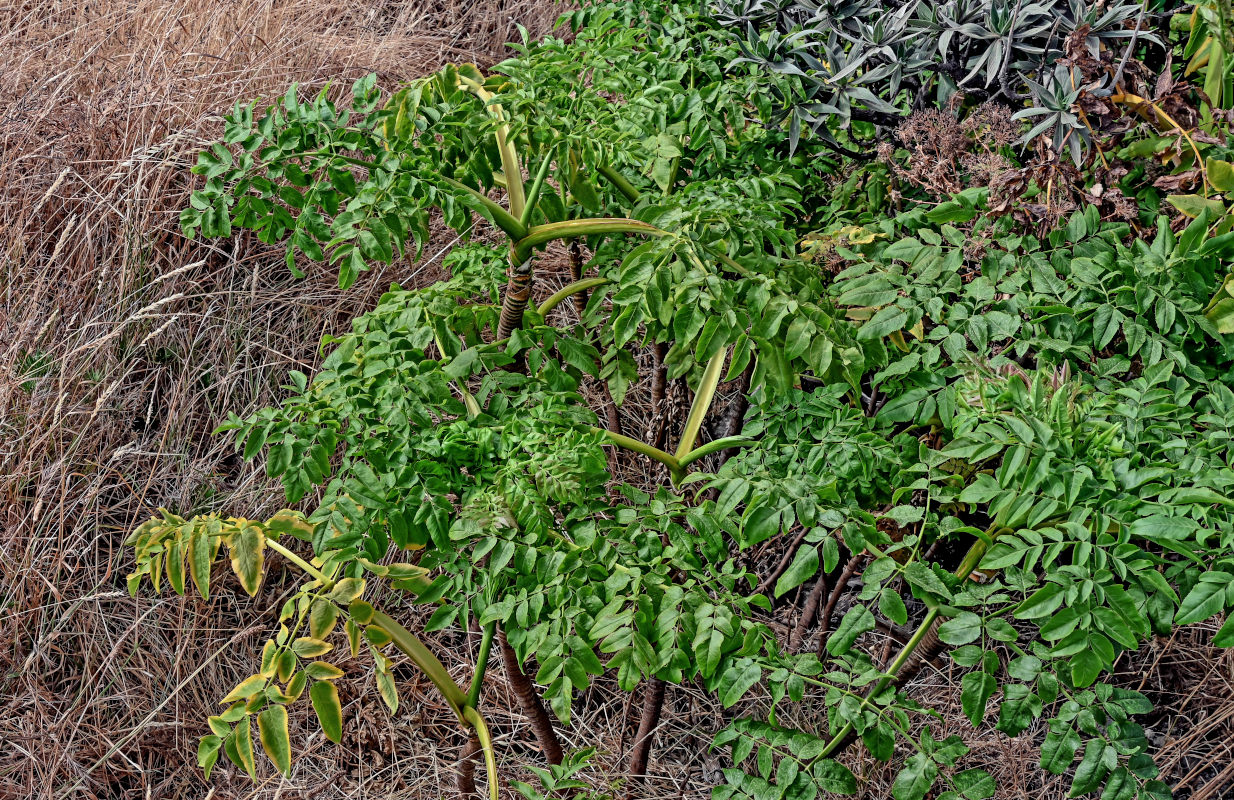Изображение особи Daucus decipiens.