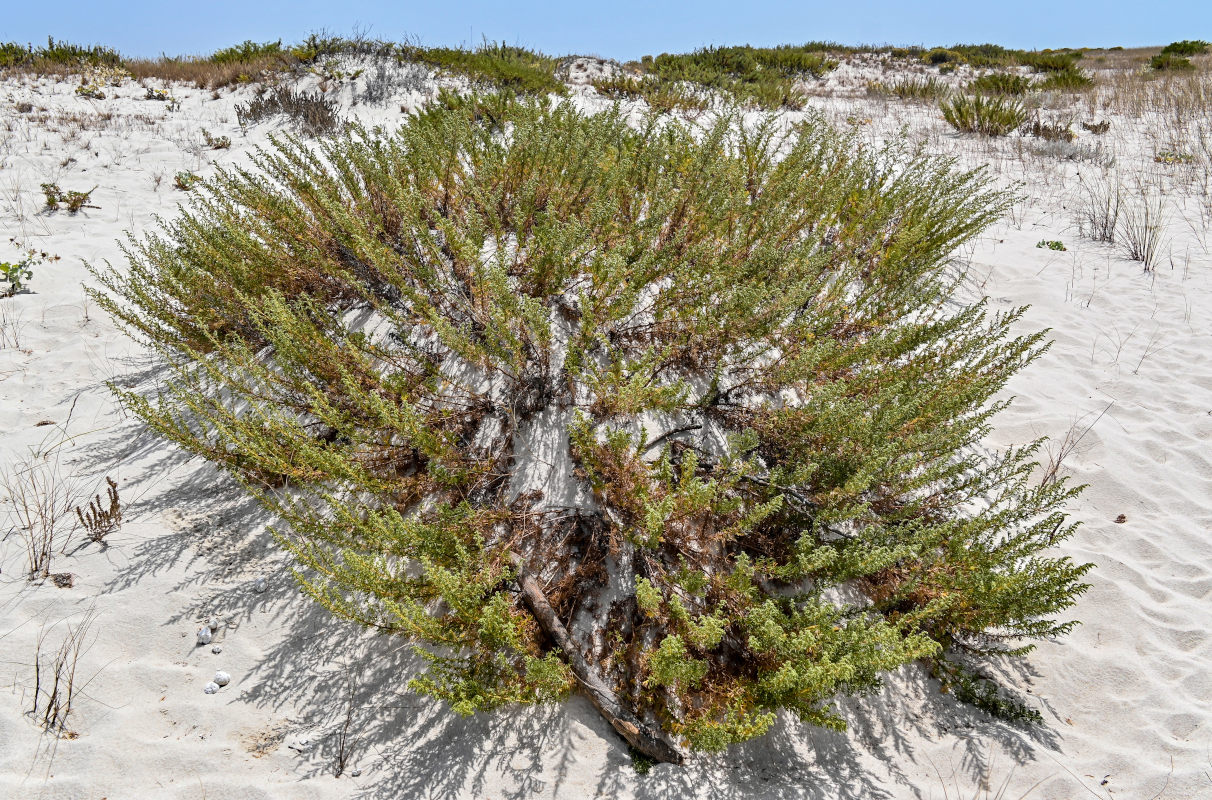 Изображение особи Artemisia campestris ssp. glutinosa.