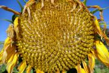 Helianthus annuus