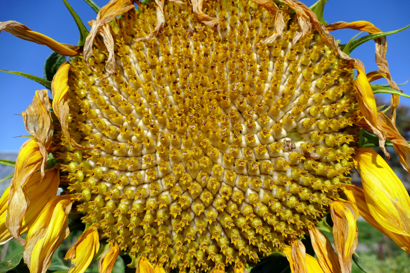 Image of Helianthus annuus specimen.