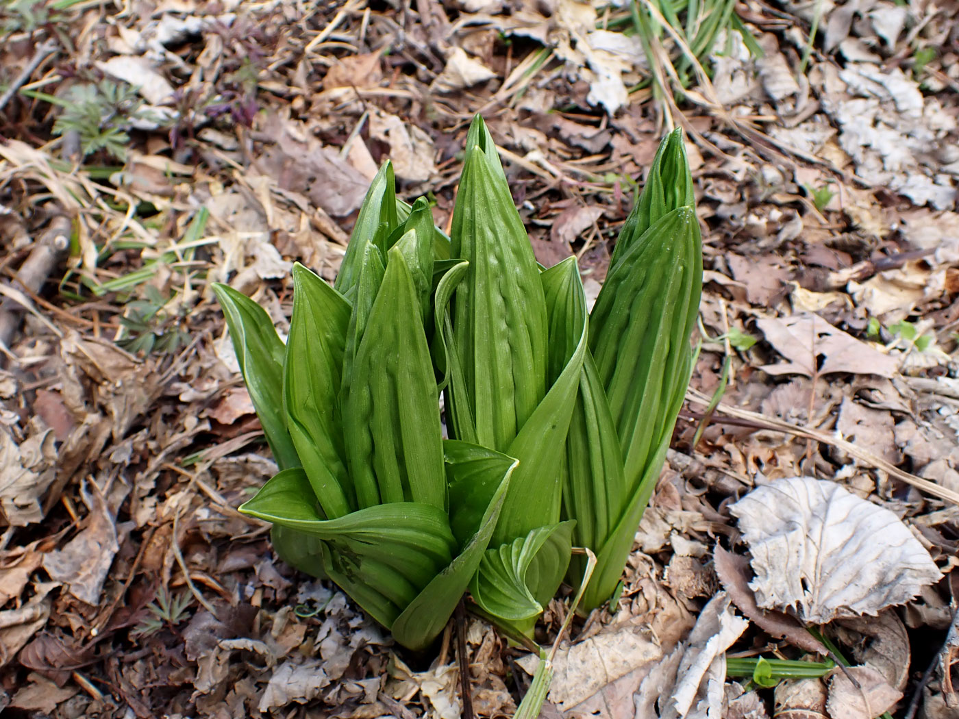 Image of Veratrum dolichopetalum specimen.