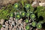 Rhodiola rosea. Бутонизирующее растение. Белгородская обл., пос. Ракитное, ул. Сосновая, 2, в культуре. 13 апреля 2026 г.