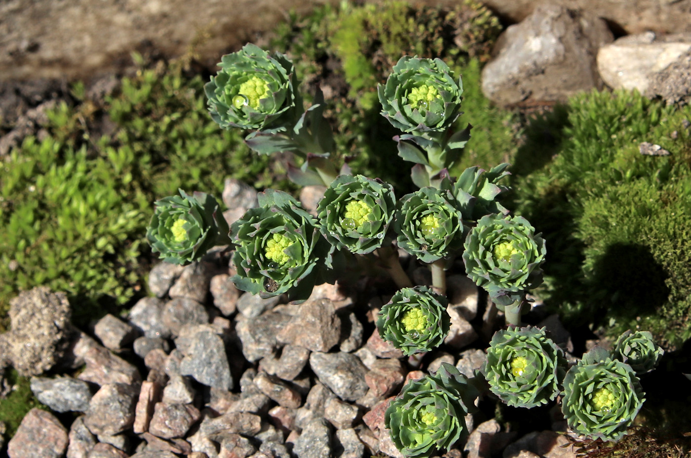 Изображение особи Rhodiola rosea.