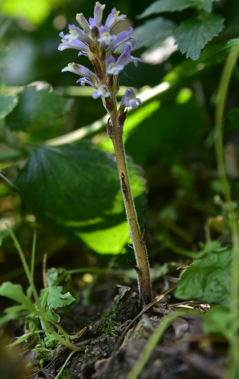 Image of genus Orobanche specimen.