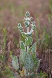 Salvia aethiopis. Растение с формирующимися соцветиями. Ростовская обл., Белокалитвенский р-н, окр. хут. Титов, степь. 24.05.2026.