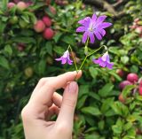 Campanula patula. 10-лепестковый Колокольчик раскидистый Беларусь, Гомельская обл., Речицкий р-н 13.07.2026.