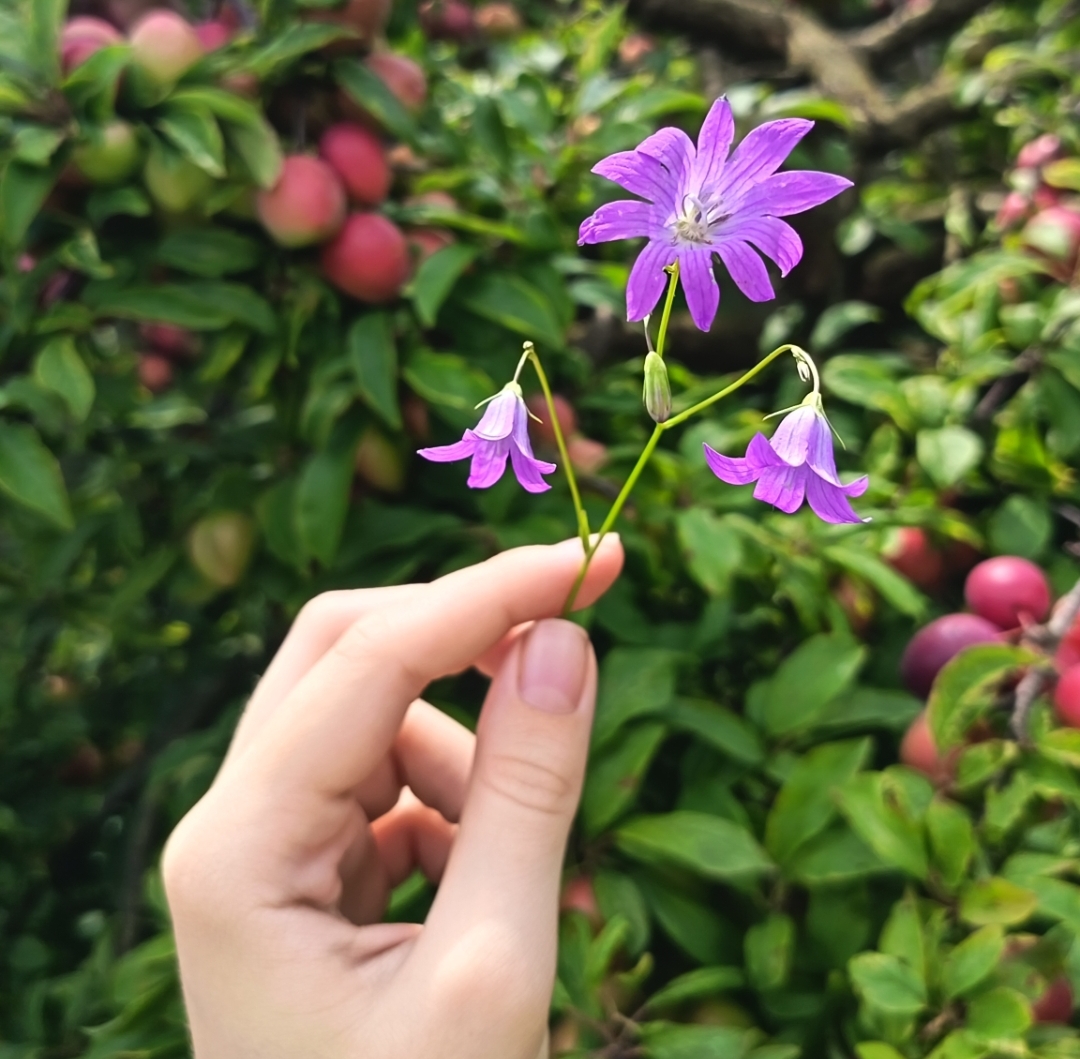Изображение особи Campanula patula.
