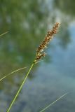 Carex diandra. Верхушка побега с соплодием. Ленинградская обл., Ломоносовский р-н, окр. дер. Мал. Забородье, берег пруда в истоках р. Шингарка. 10.06.2026.