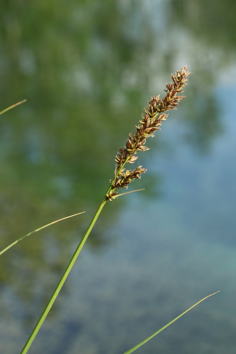 Image of Carex diandra specimen.