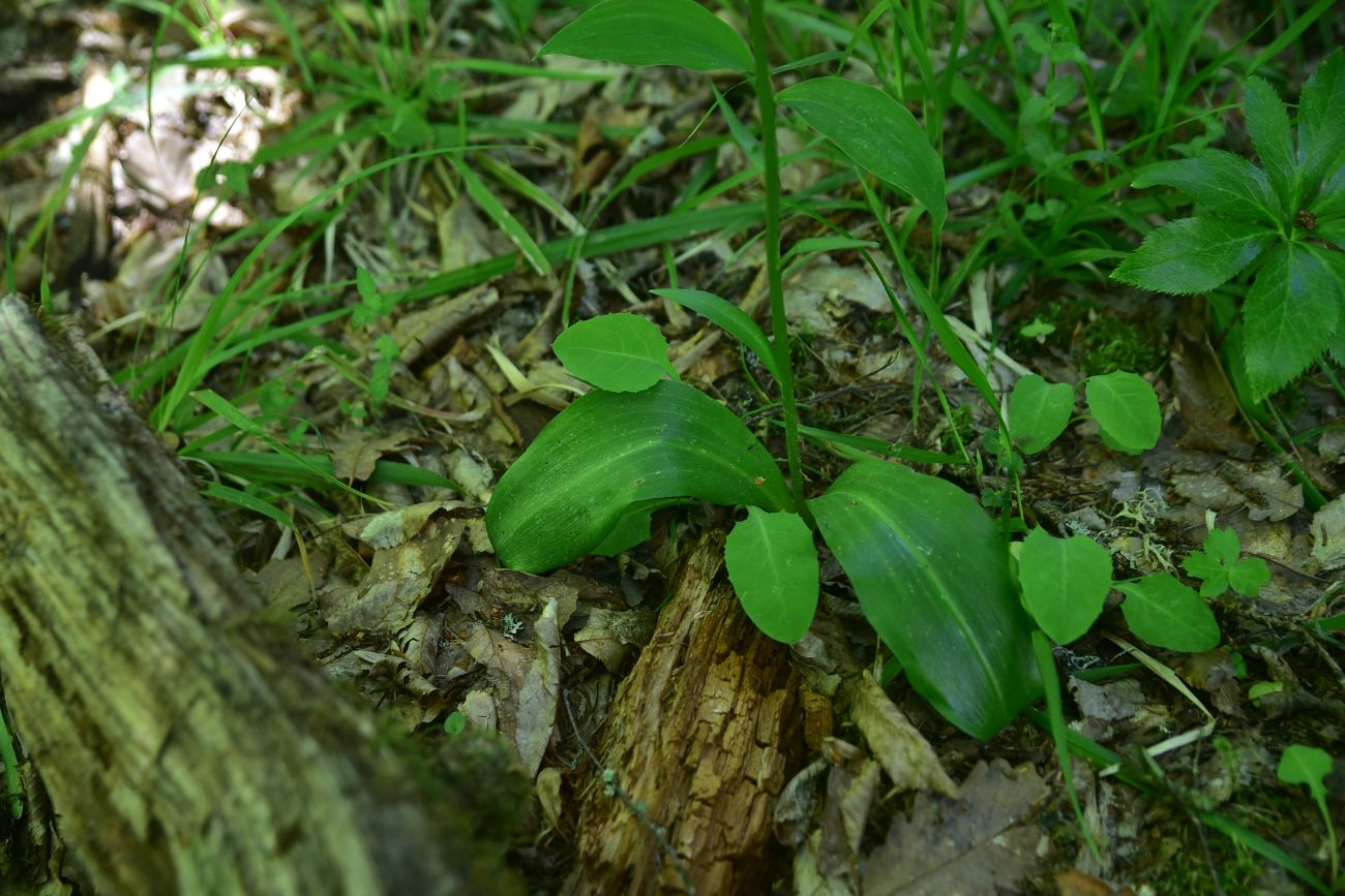 Image of Platanthera chlorantha specimen.