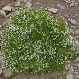 Minuartia inamoena. Цветущее растение. Карачаево-Черкесия, Карачаевский р-н, окр. оз. Шобайдак-Кёль (Мухинское), ≈ 3000 м н.у.м., альпийский луг. 29.07.2026.