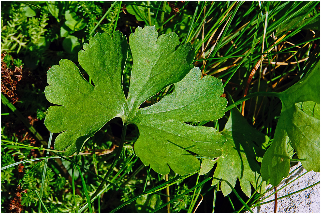 Image of Unknown species specimen.
