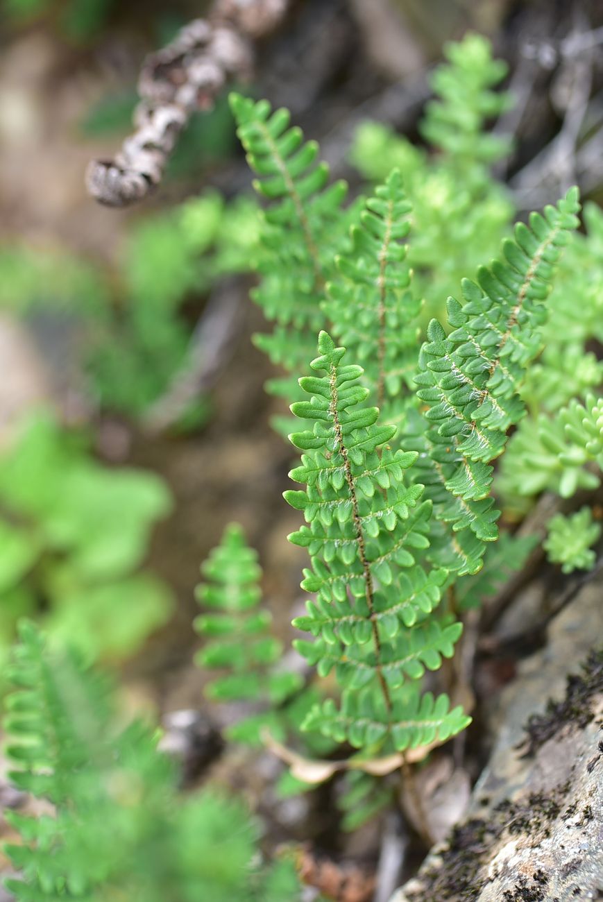 Изображение особи Paragymnopteris marantae.